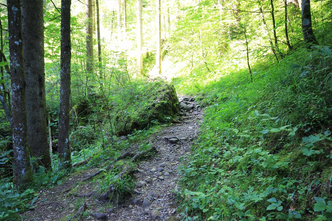 Waldweg Steigbach